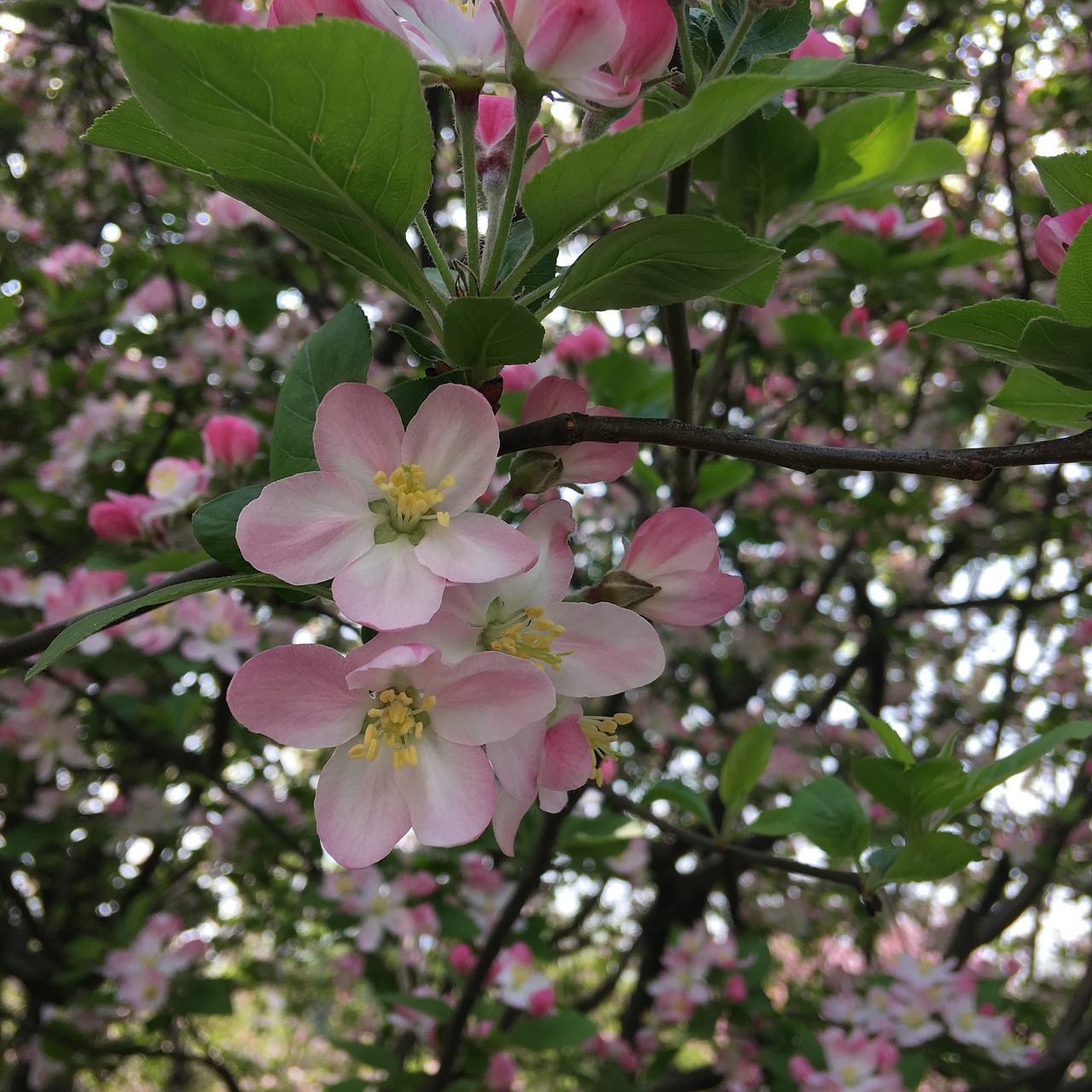 flower plant branch free photo