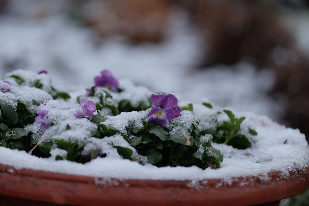 flower close winter free photo