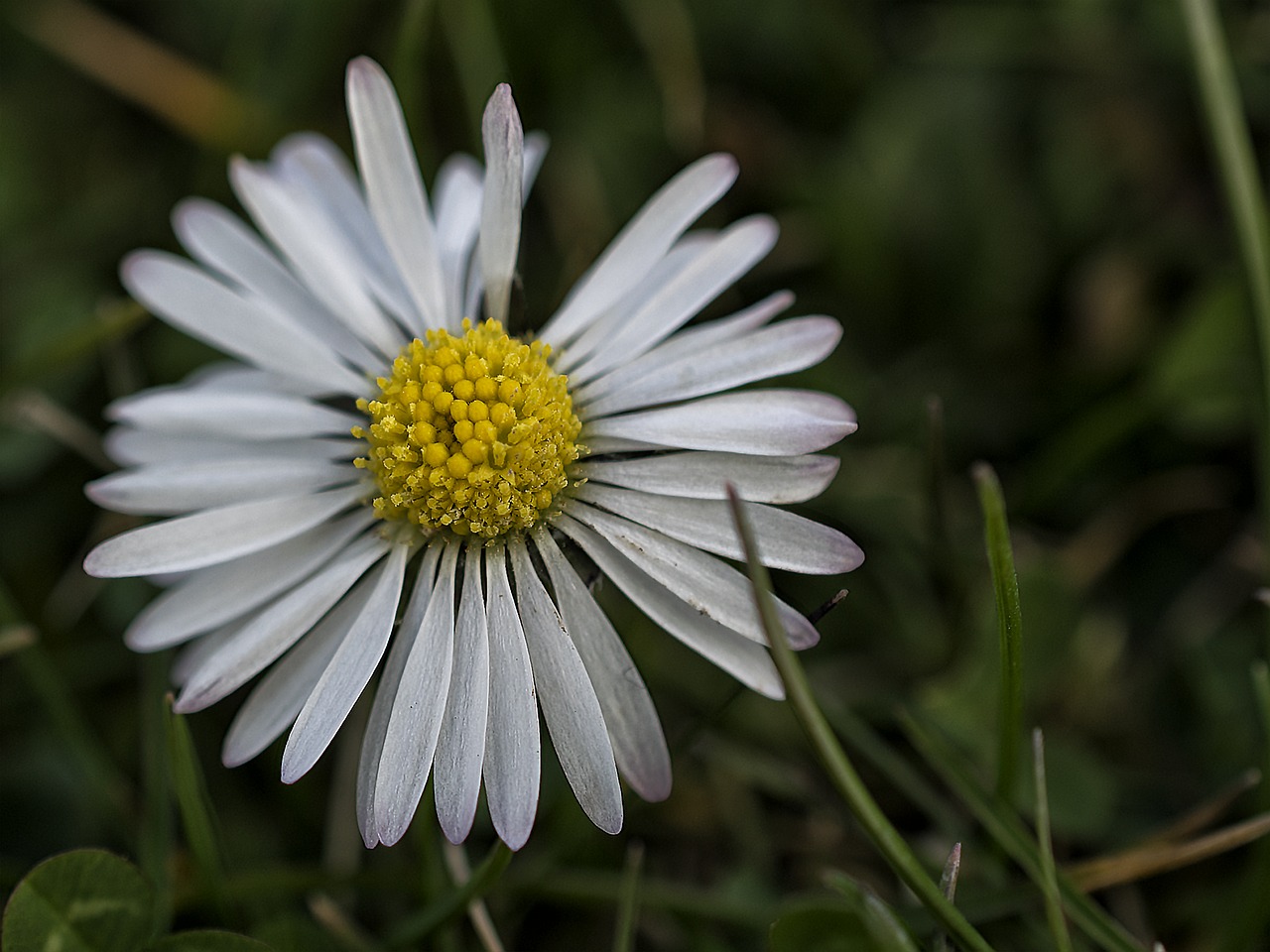 flower plant nature free photo