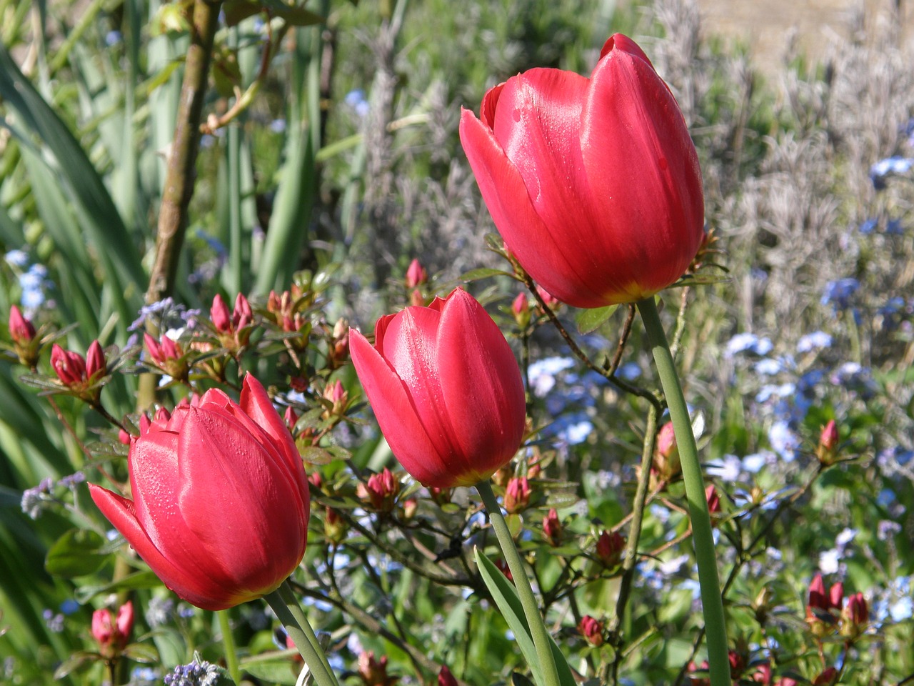 flower nature plant free photo