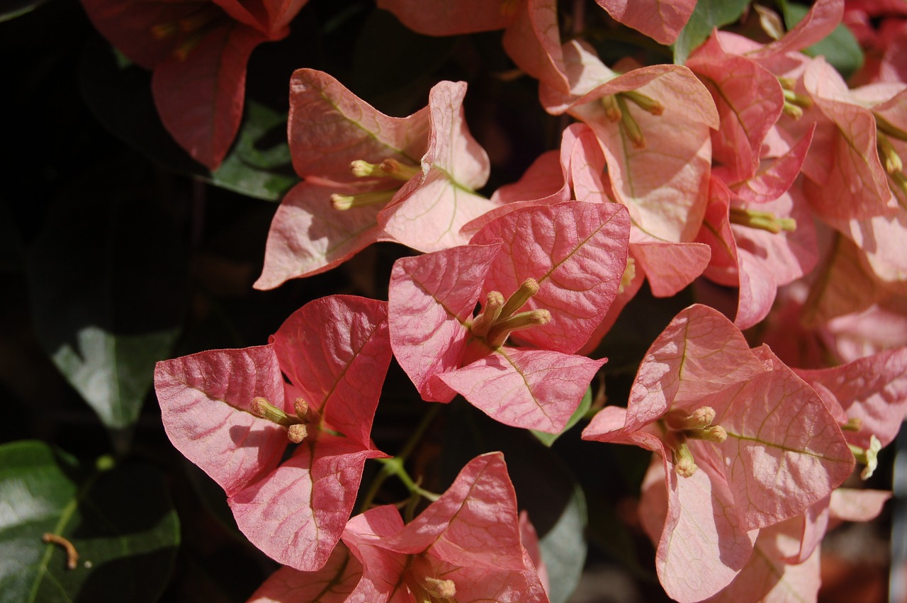 flower nature pink flower free photo