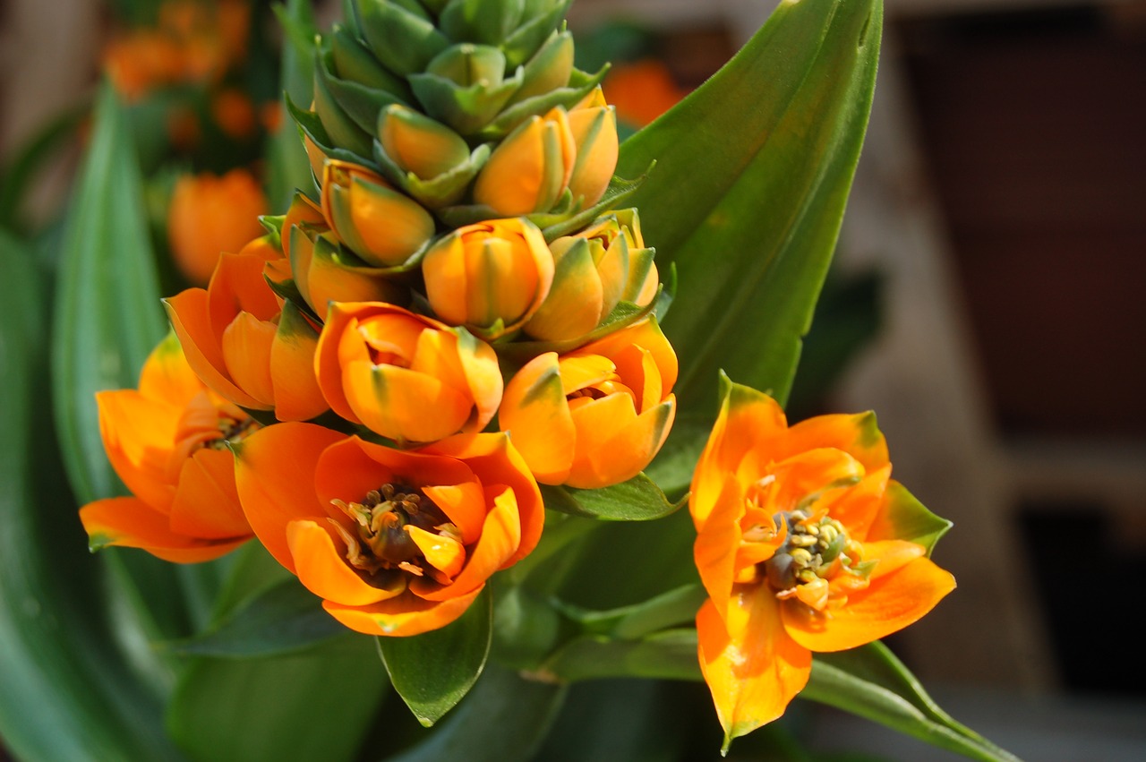 flower nature orange free photo