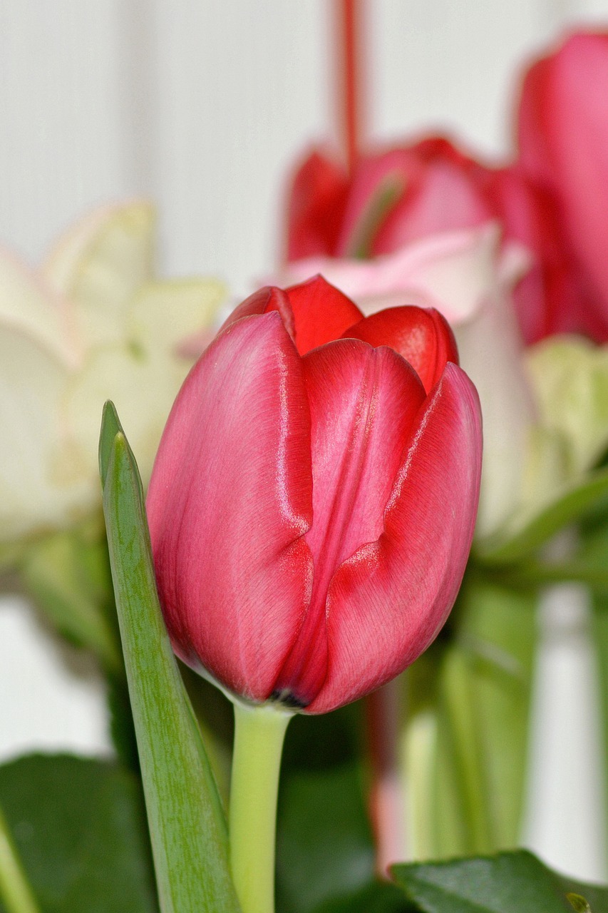 flower nature tulip free photo