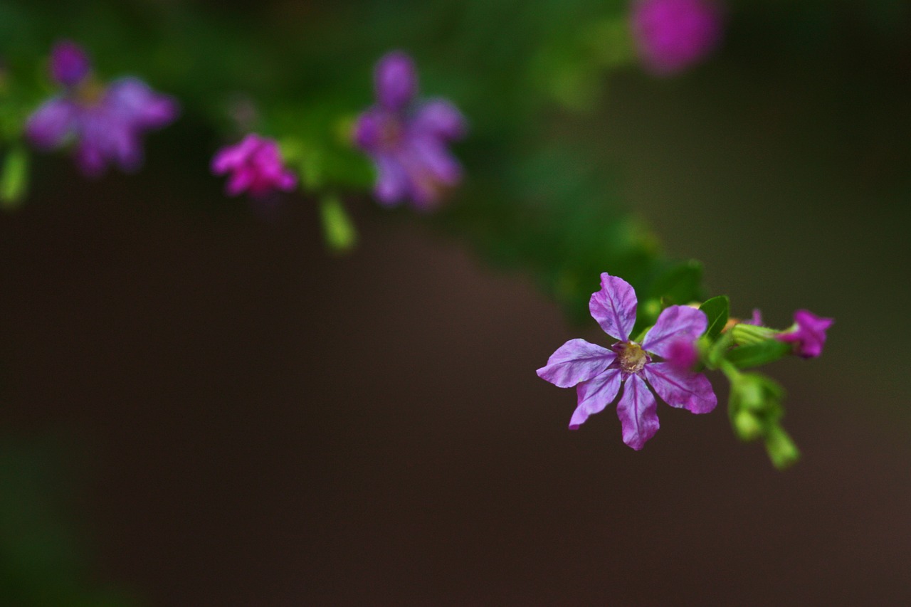 flower flora nature free photo