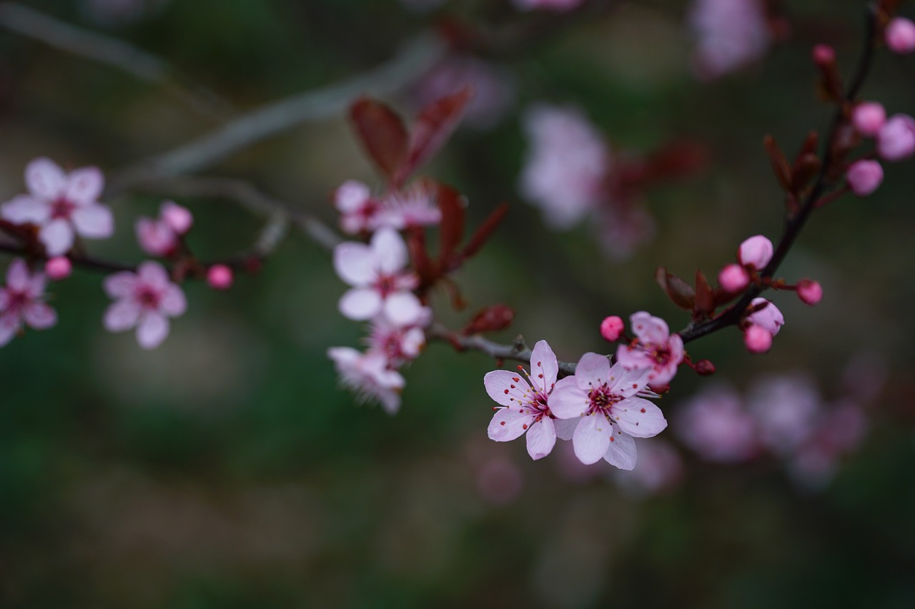 flower nature plant free photo