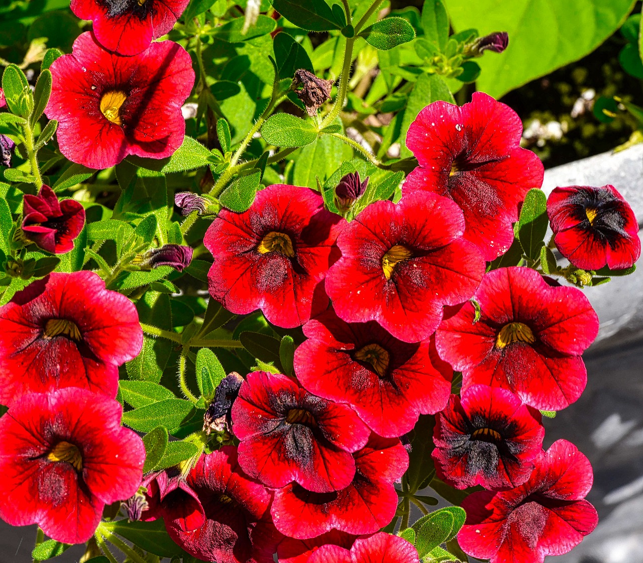 Flower,summer,garden,nature,leaf - free image from needpix.com