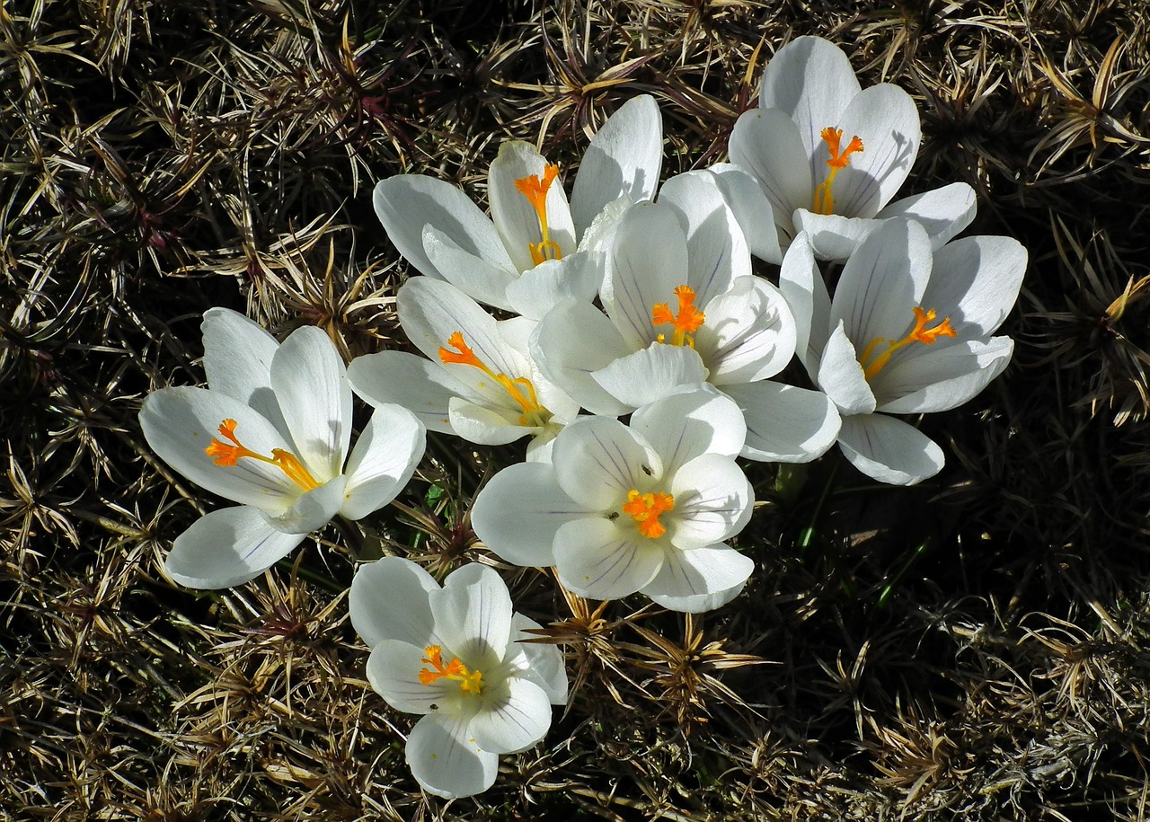 flower crocus white free photo