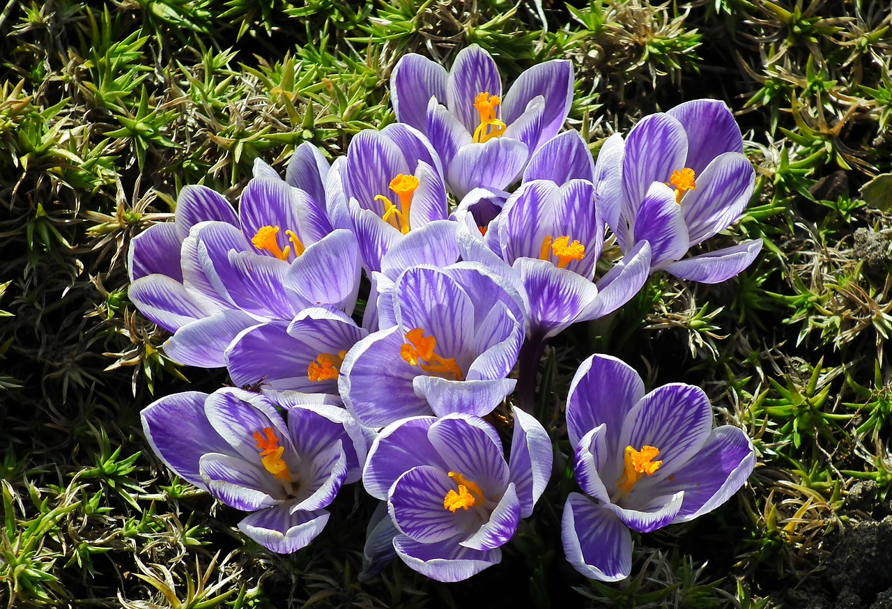 flower crocus spring free photo