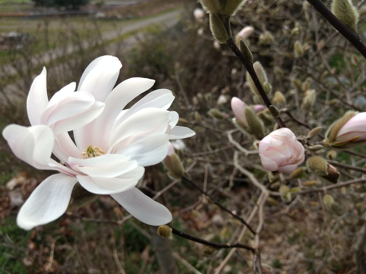 Flora magnolia. Бутоны магнолии фото. Фото магнолии во время мелового периода.