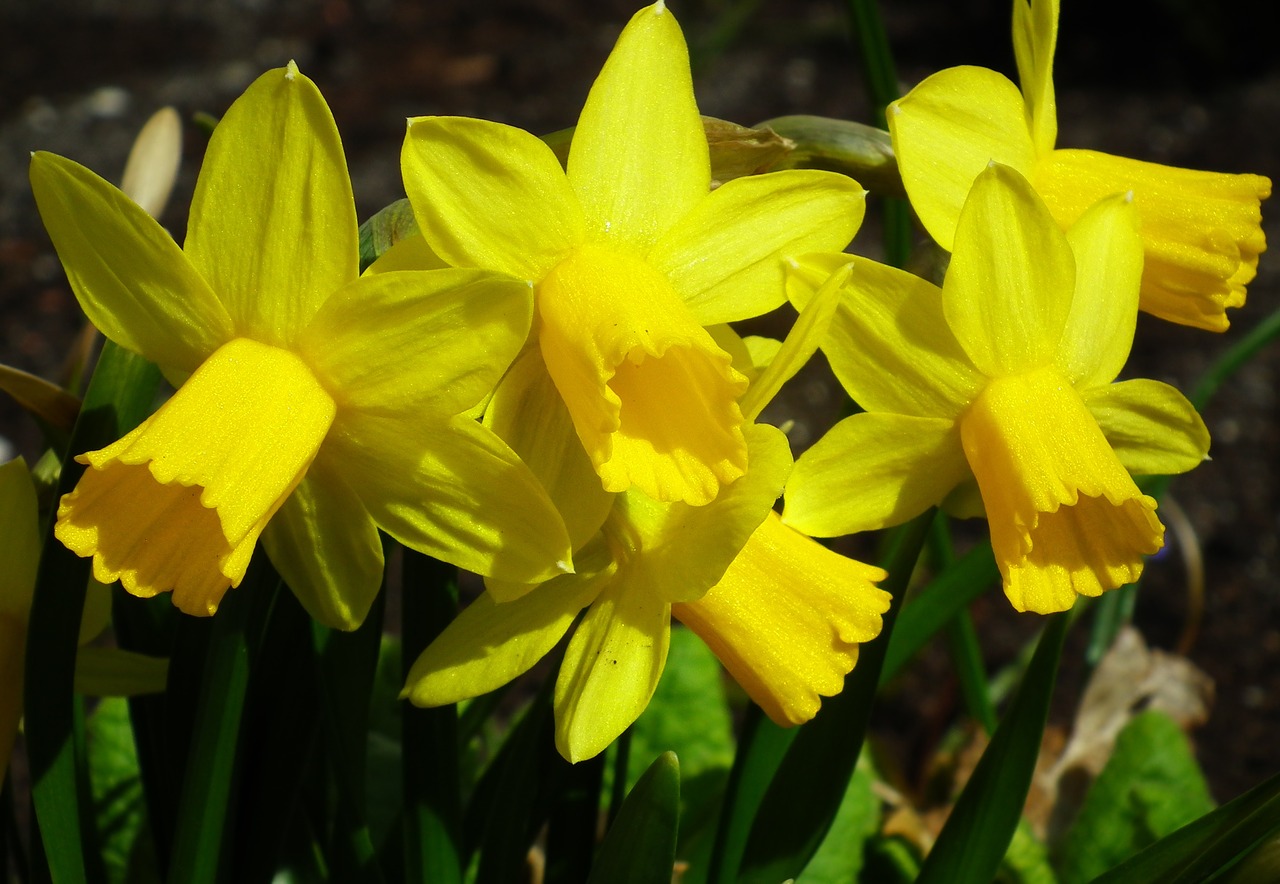 flower yellow nature free photo