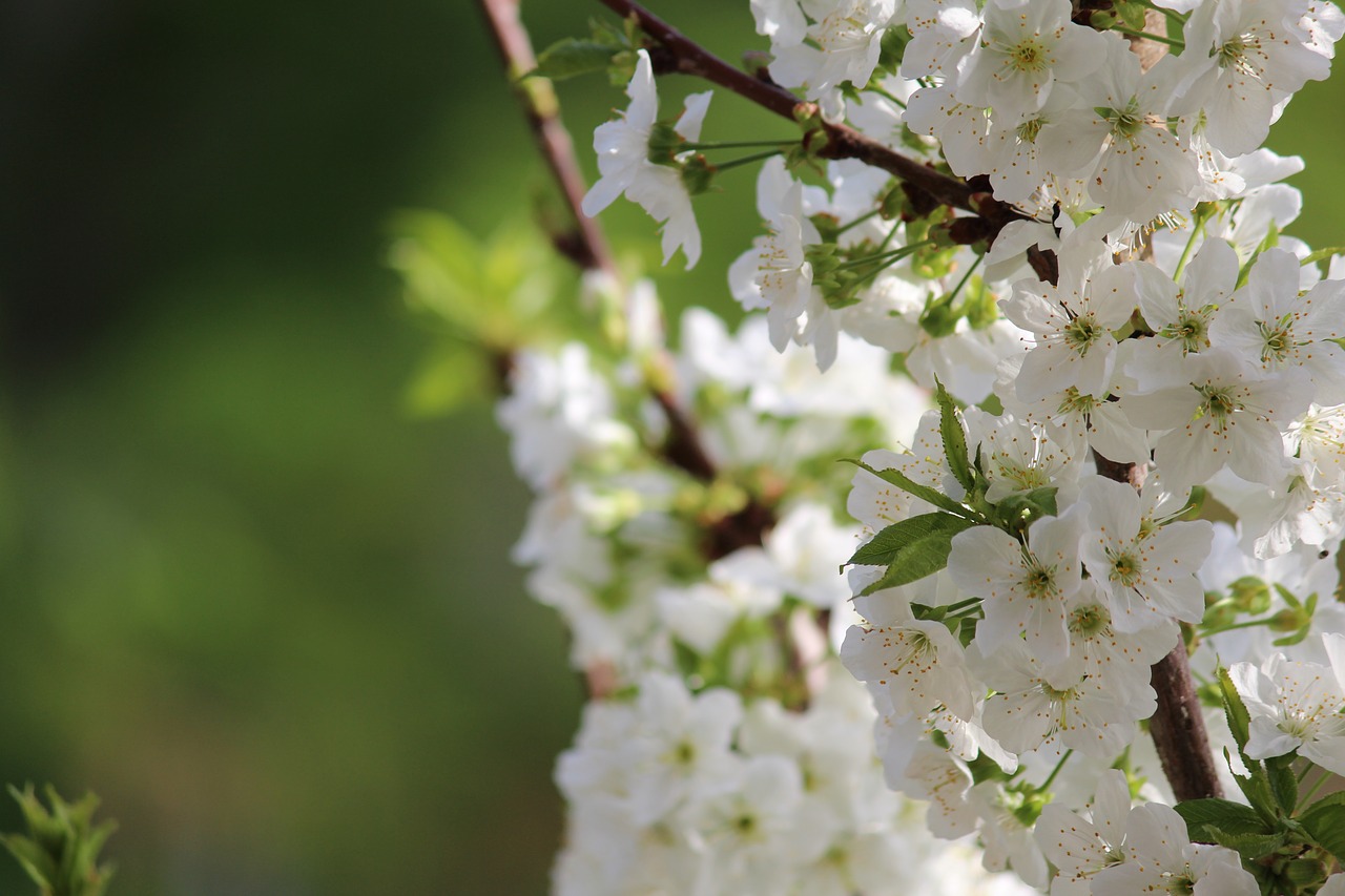 flower nature plant free photo