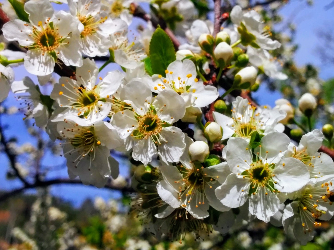 flower plant tree free photo