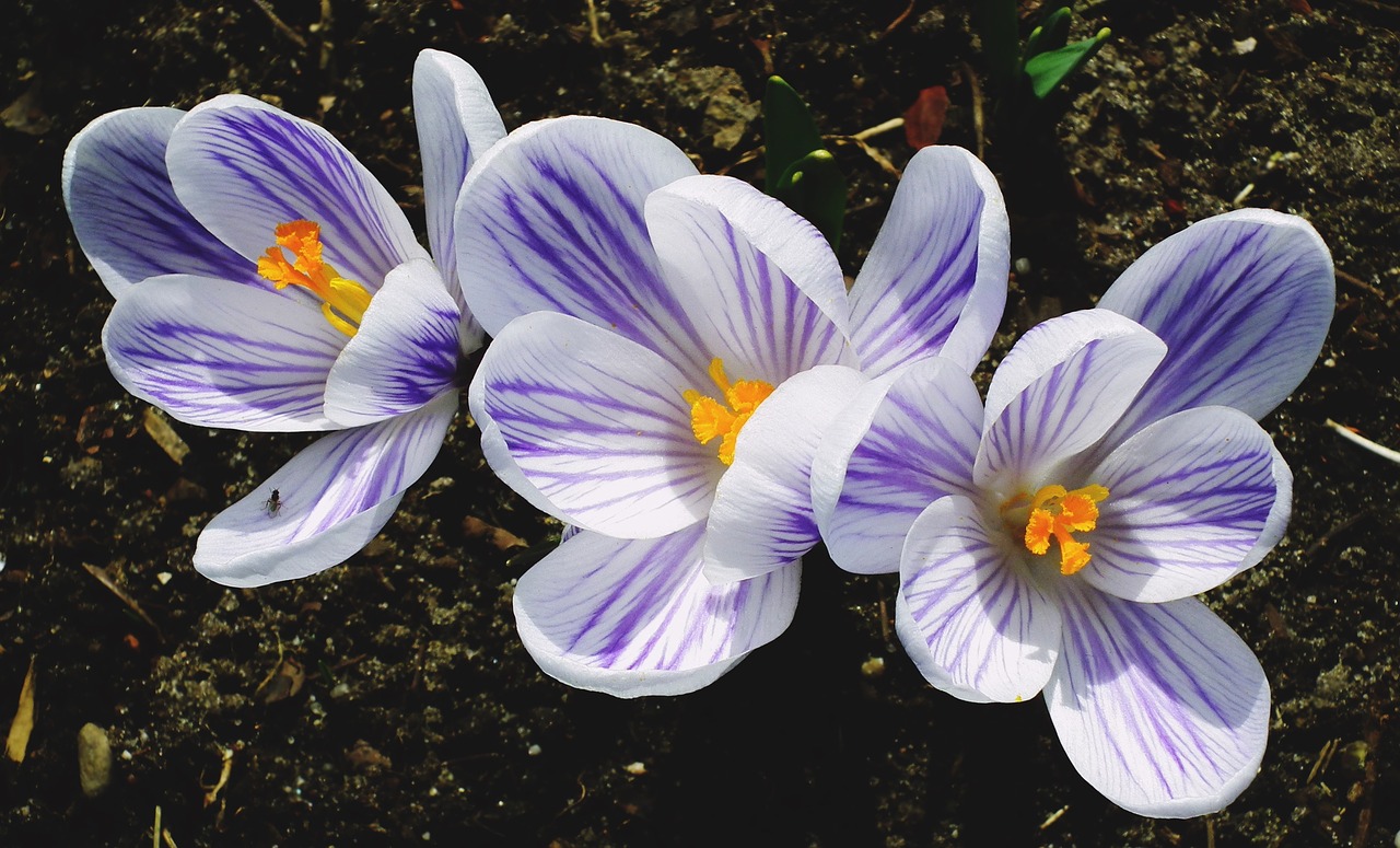 flower krokus nature free photo