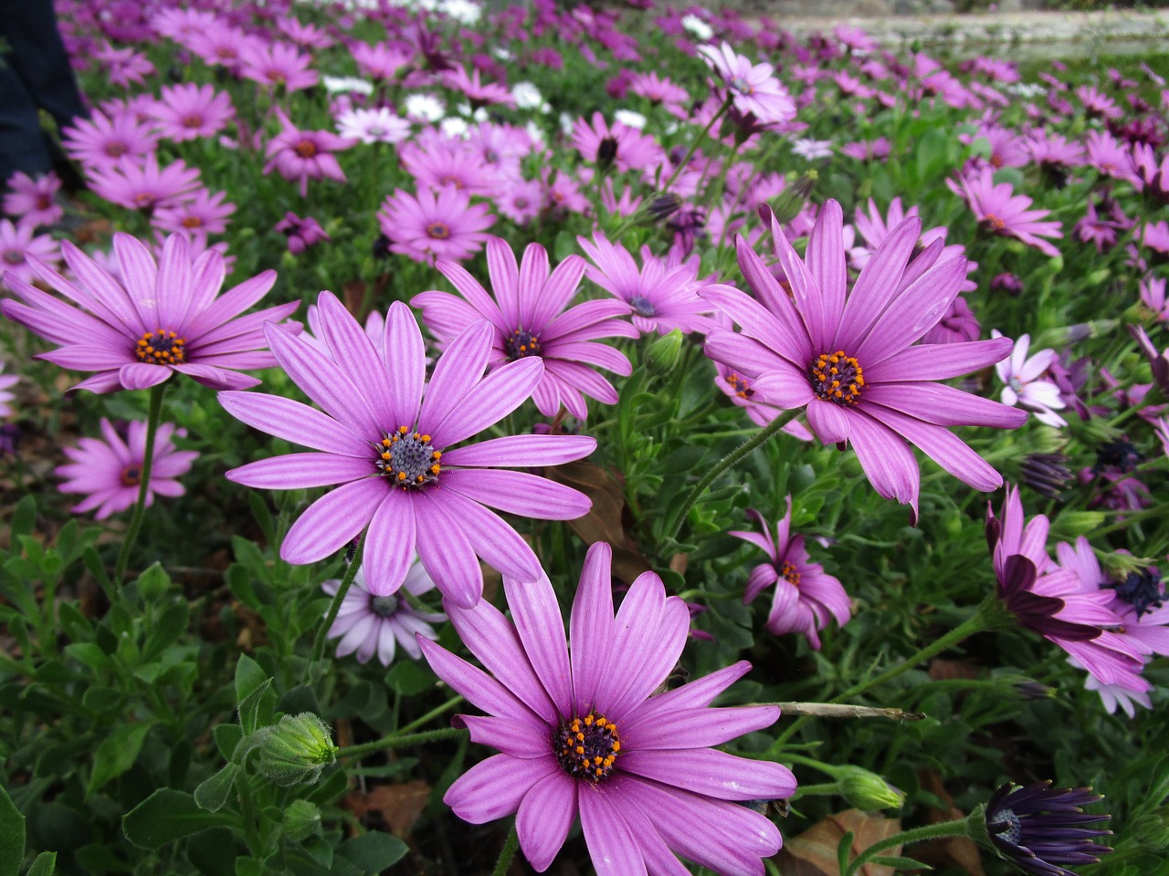 flower purple daisy nature free photo