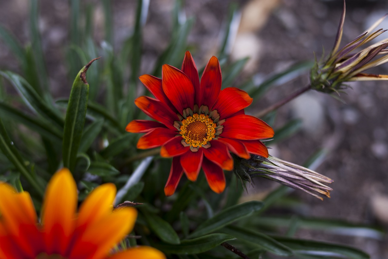 flower nature plant free photo