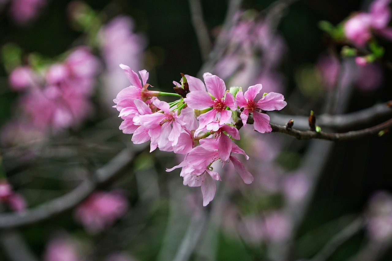 flower plant nature free photo