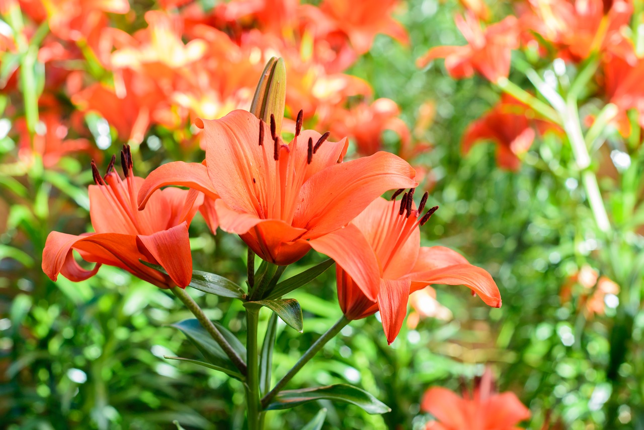 flower gardens pink flower free photo