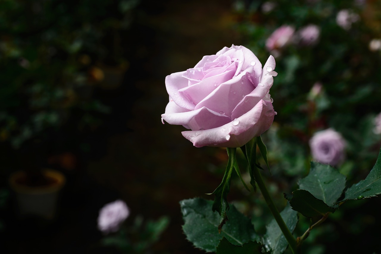 flower gardens pink flower free photo