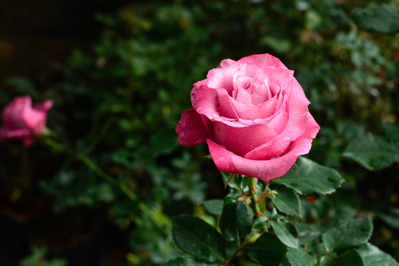 flower gardens pink flower free photo