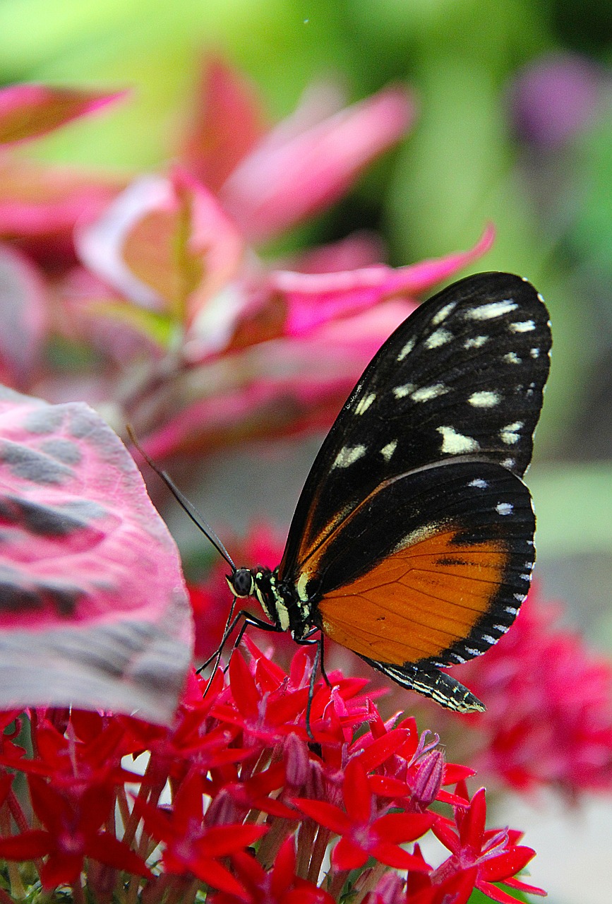 flower butterfly wildflower free photo