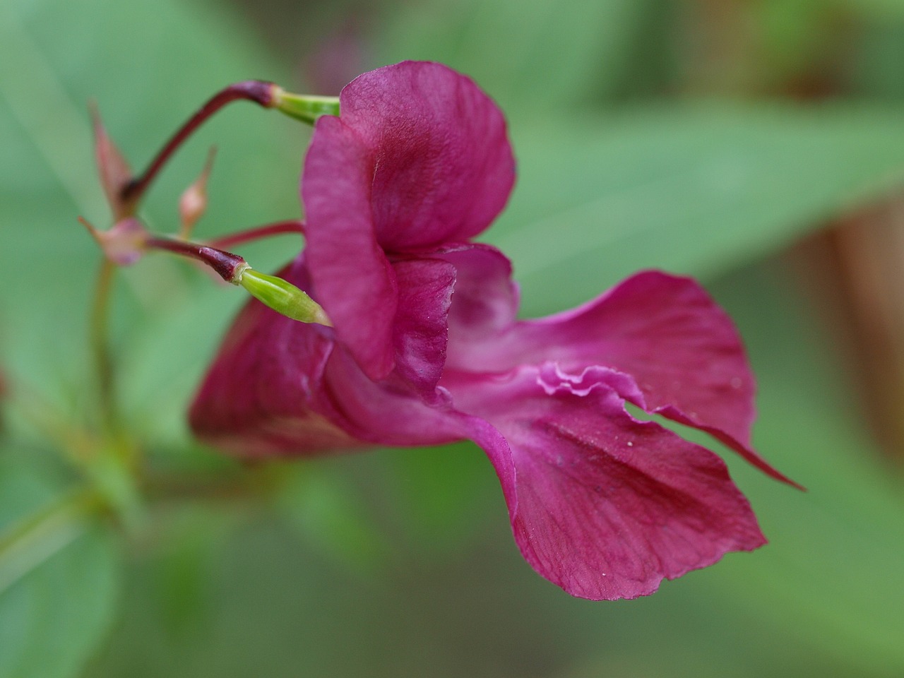 flower plant nature free photo