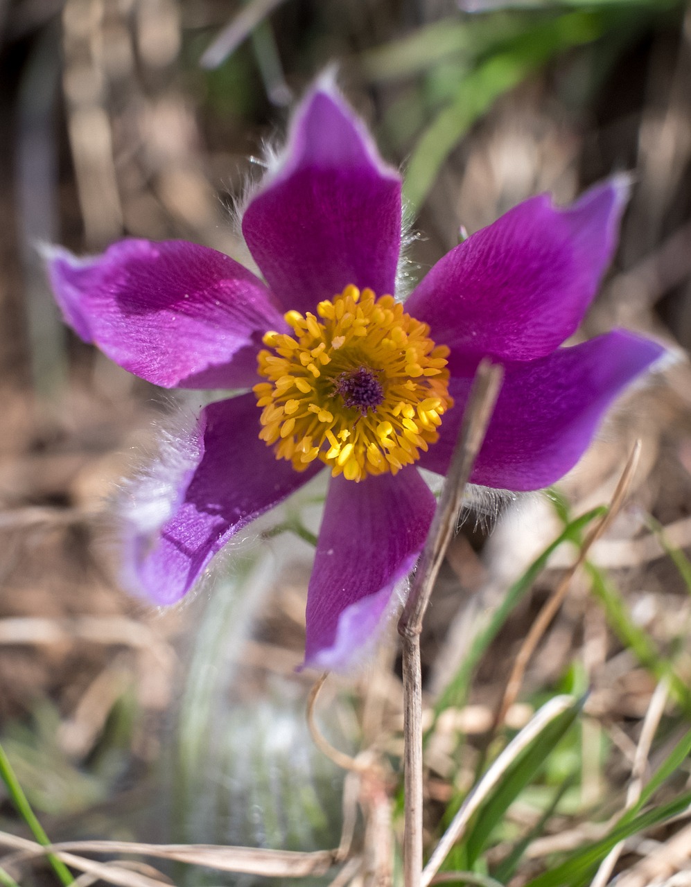 flower nature plant free photo