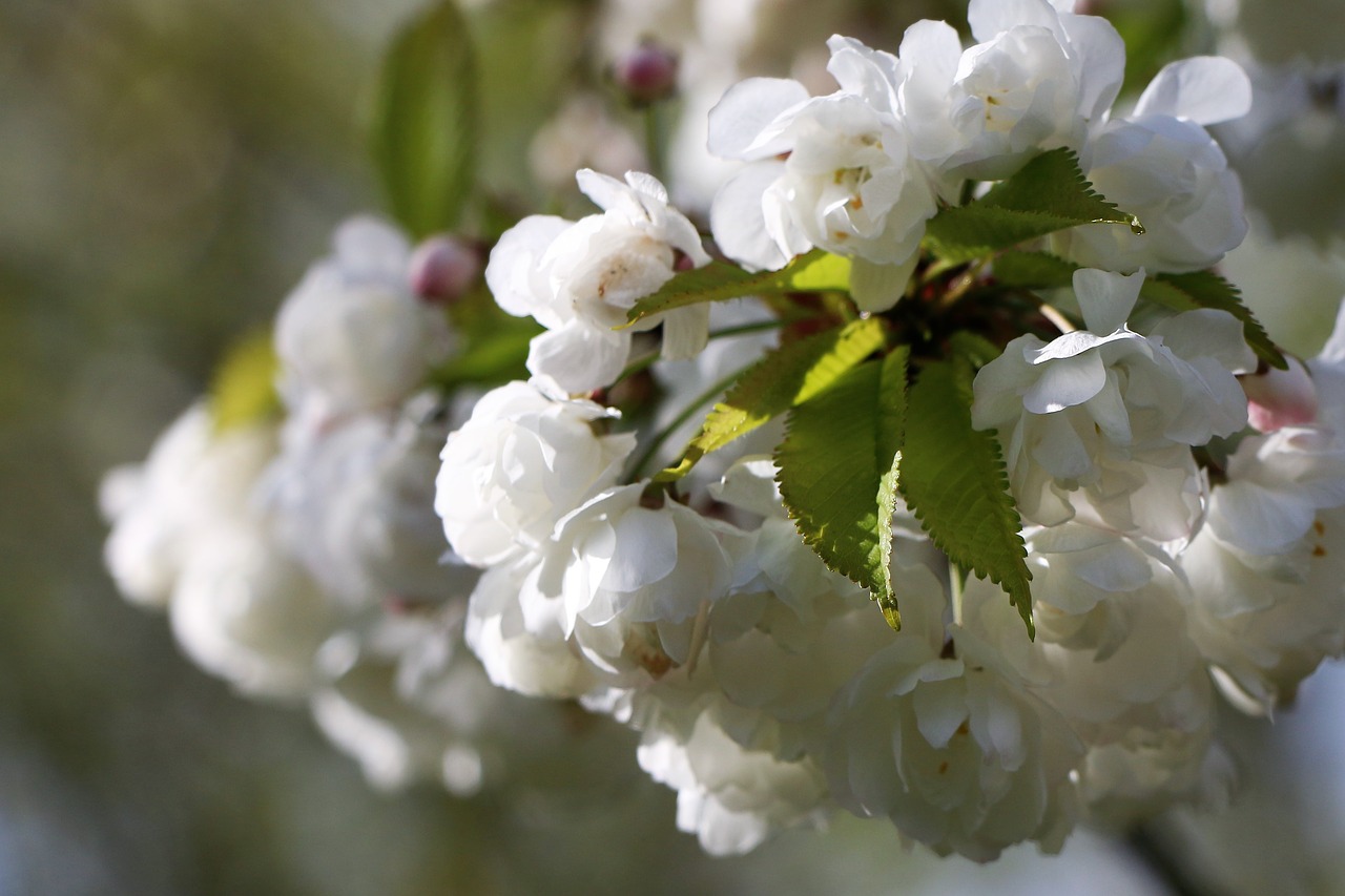 flower flora tree free photo