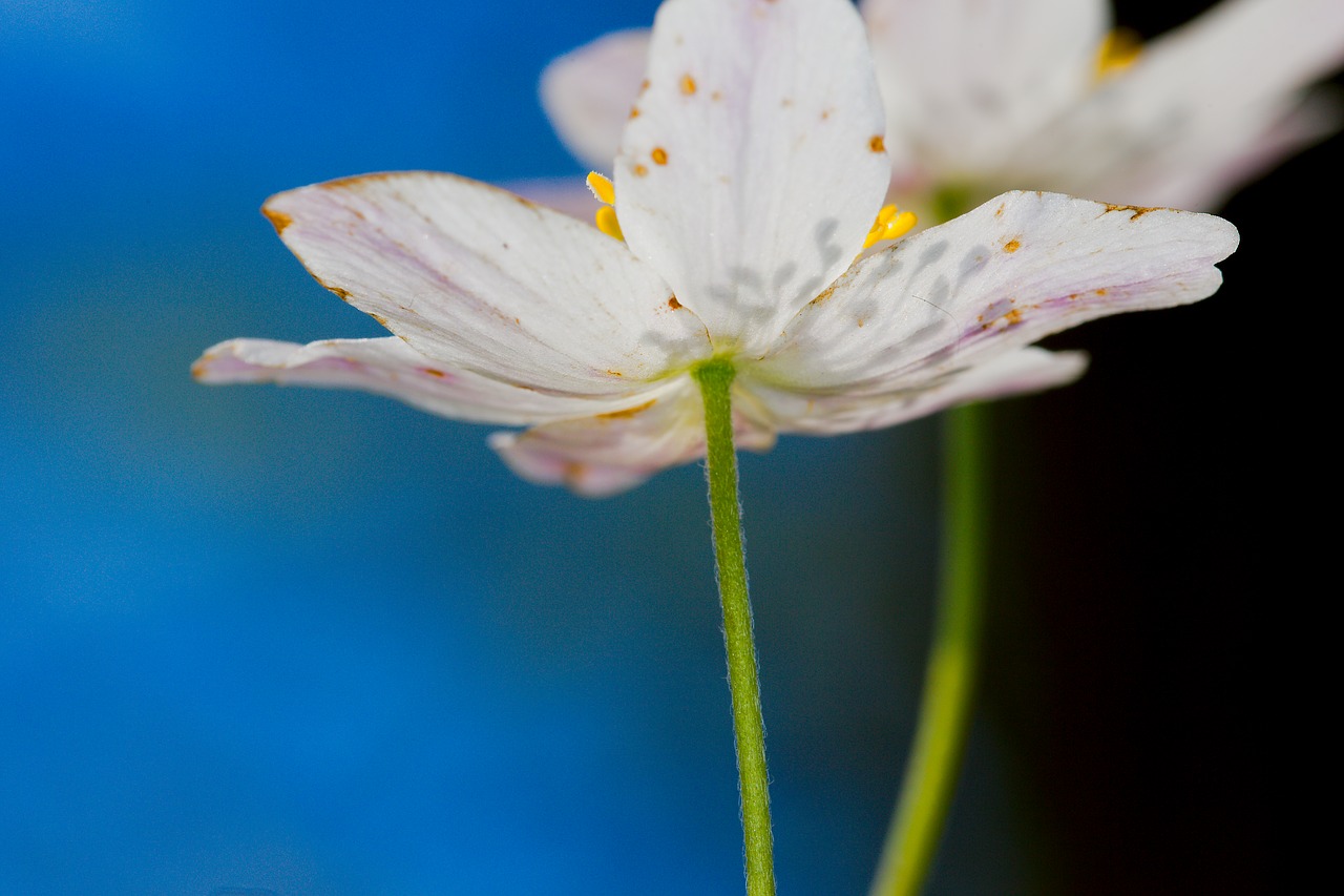 flower nature plant free photo