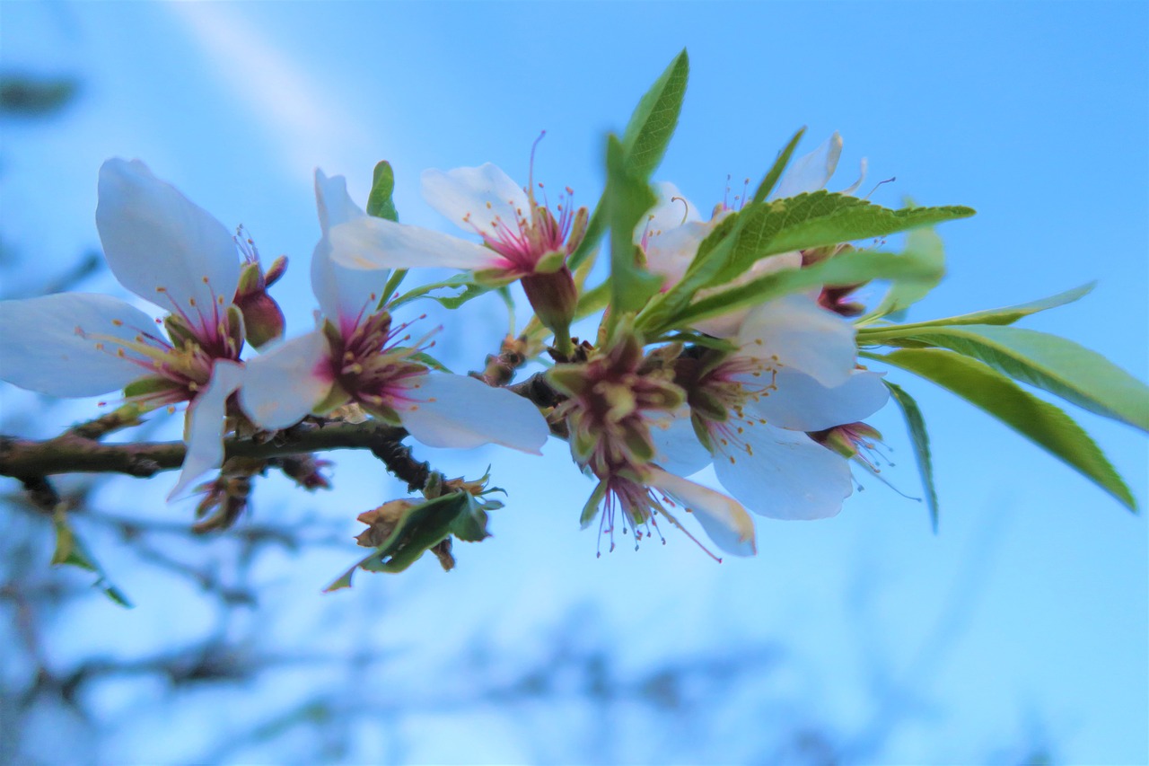 flower nature plant free photo