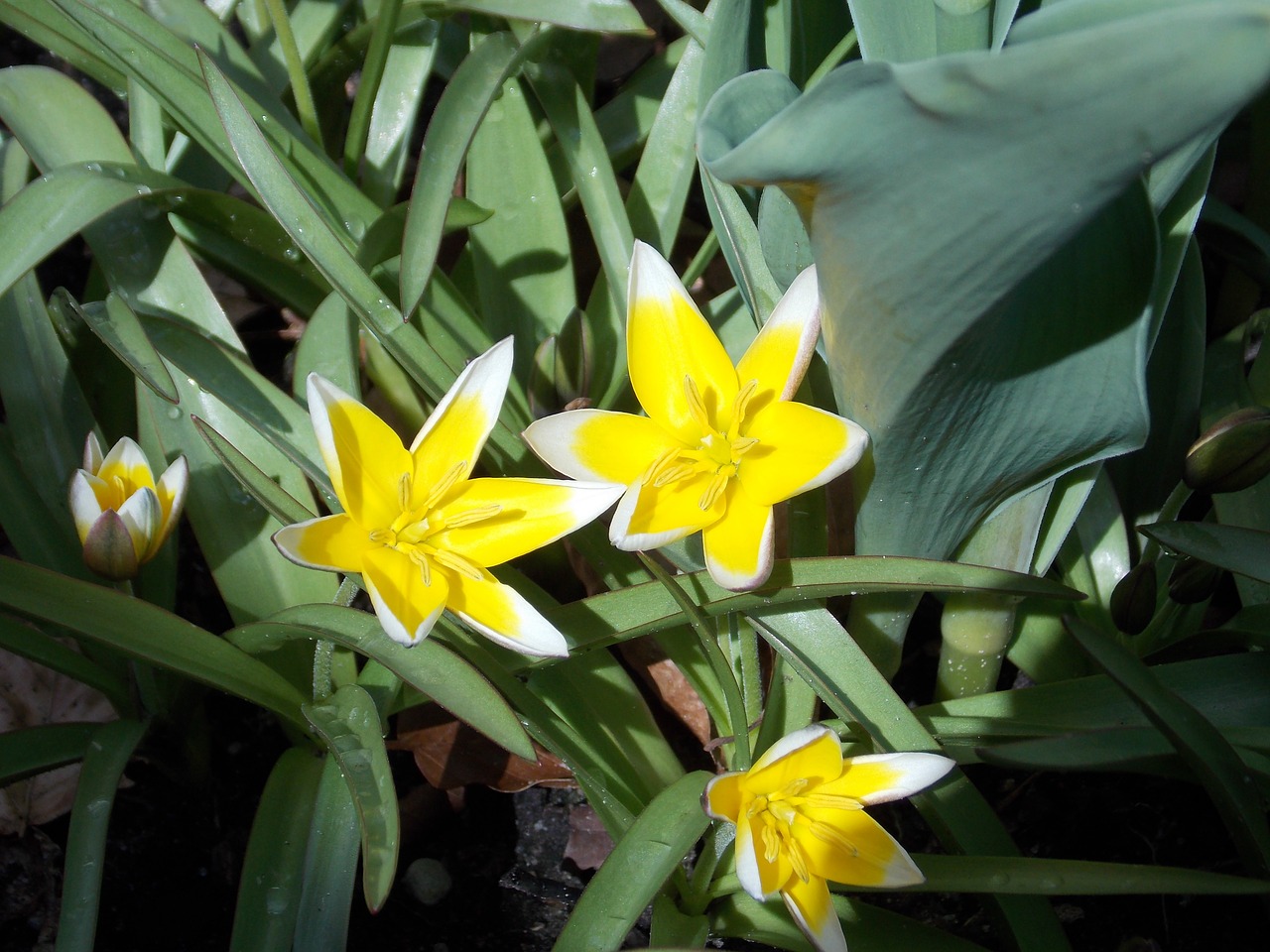 flower yellow close free photo