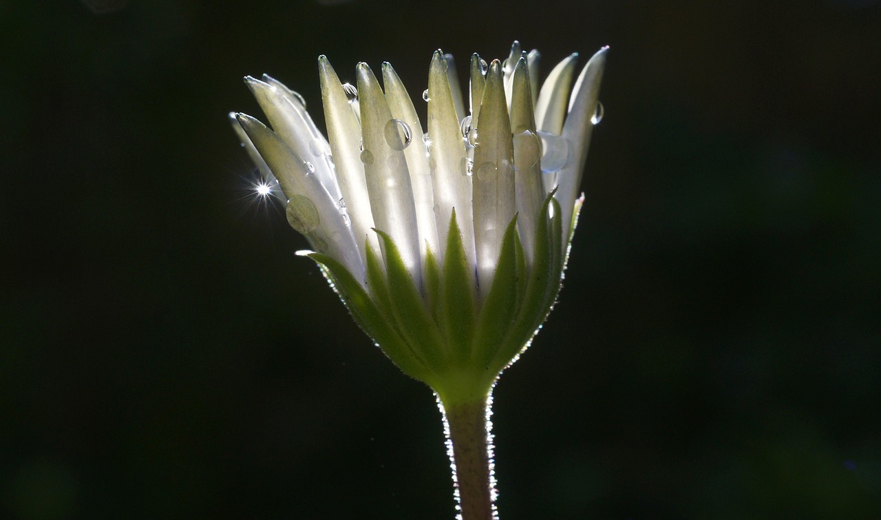 flower drop water drops free photo