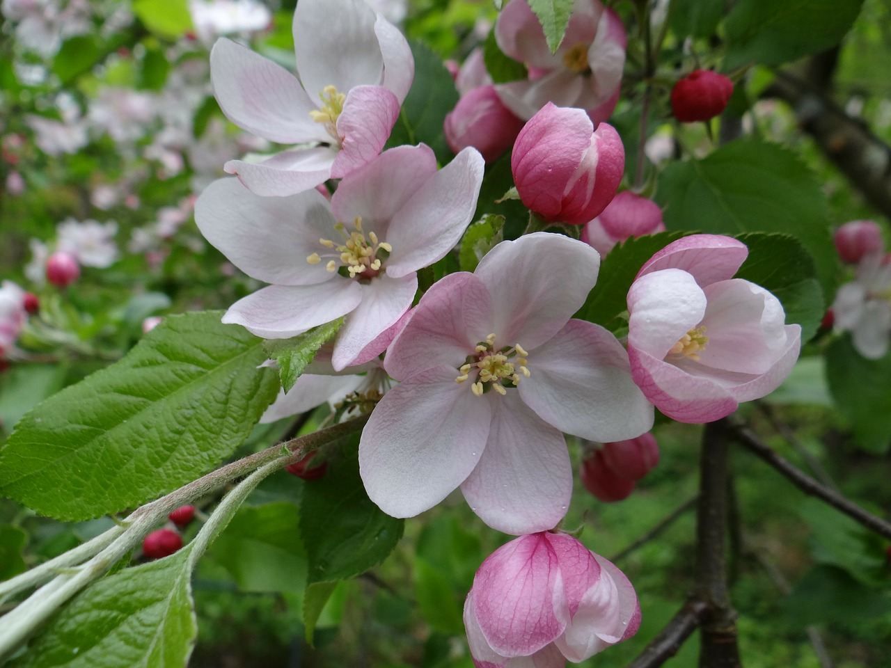 blossom bloom apple free photo