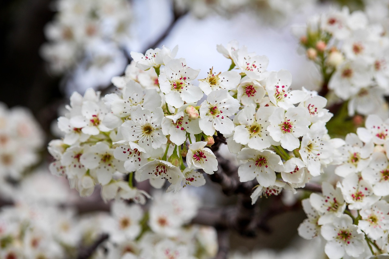 flower cherry flora free photo