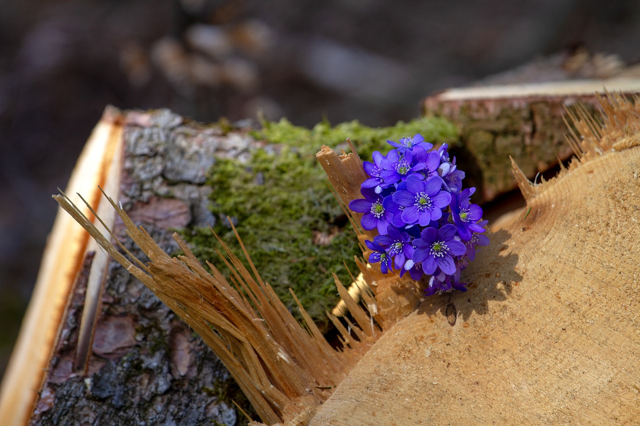 flower hepatica forest free photo