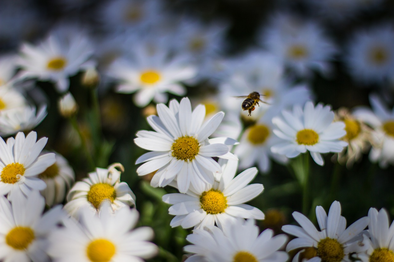 flower nature plant free photo