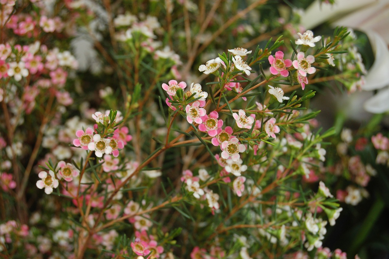 flower nature bloom free photo