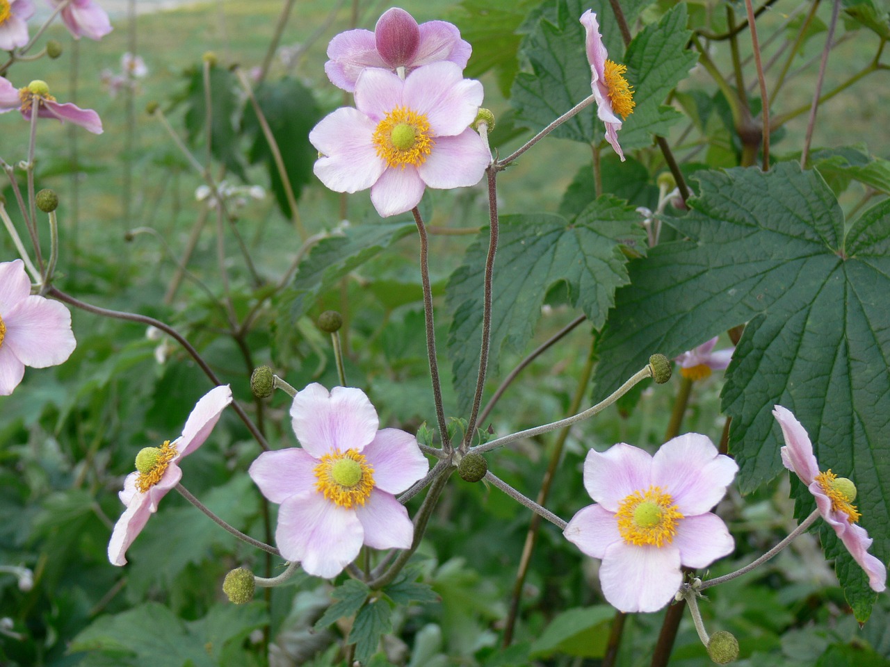 flower pink flower plant free photo