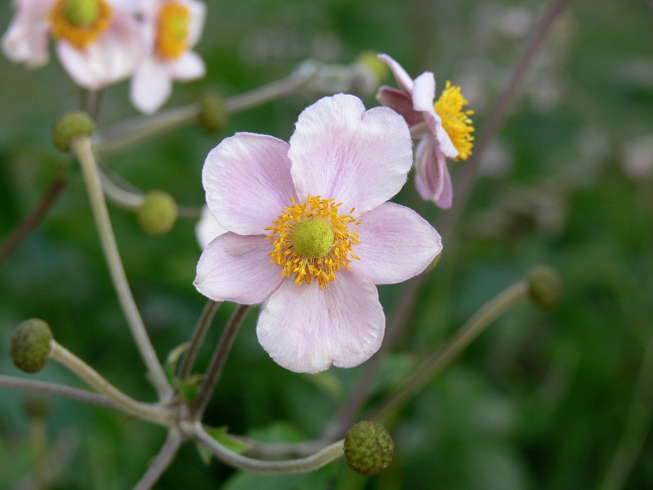 flower pink plant flowering free photo