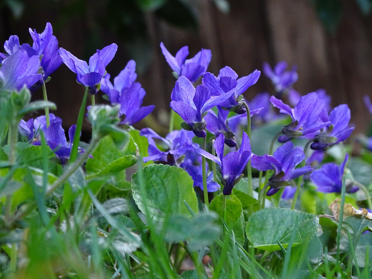 flower plant nature free photo