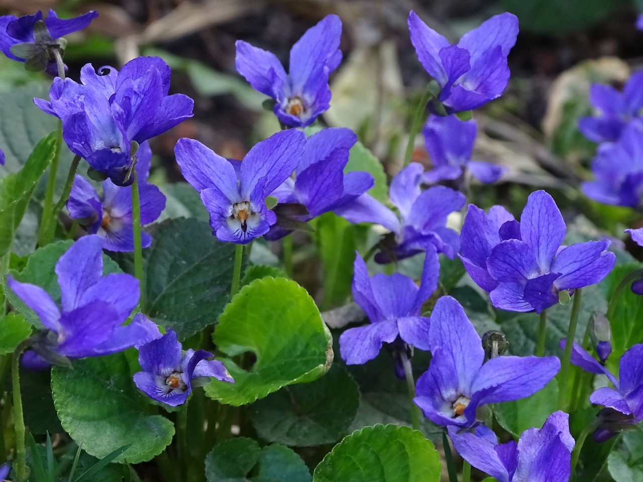 flower plant nature free photo