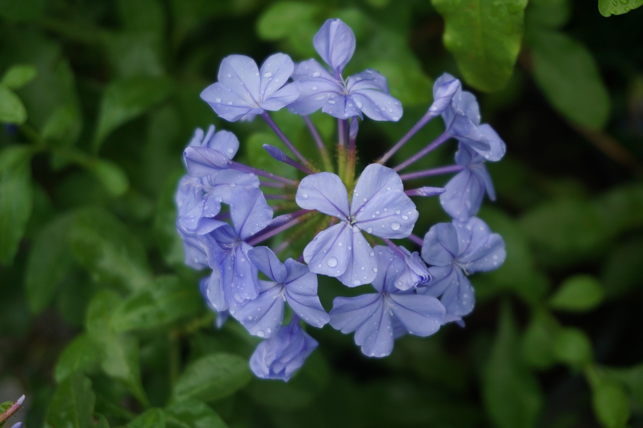 flower plant nature free photo