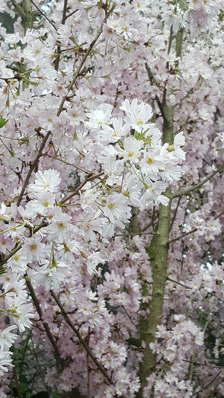 flower cherry tree free photo