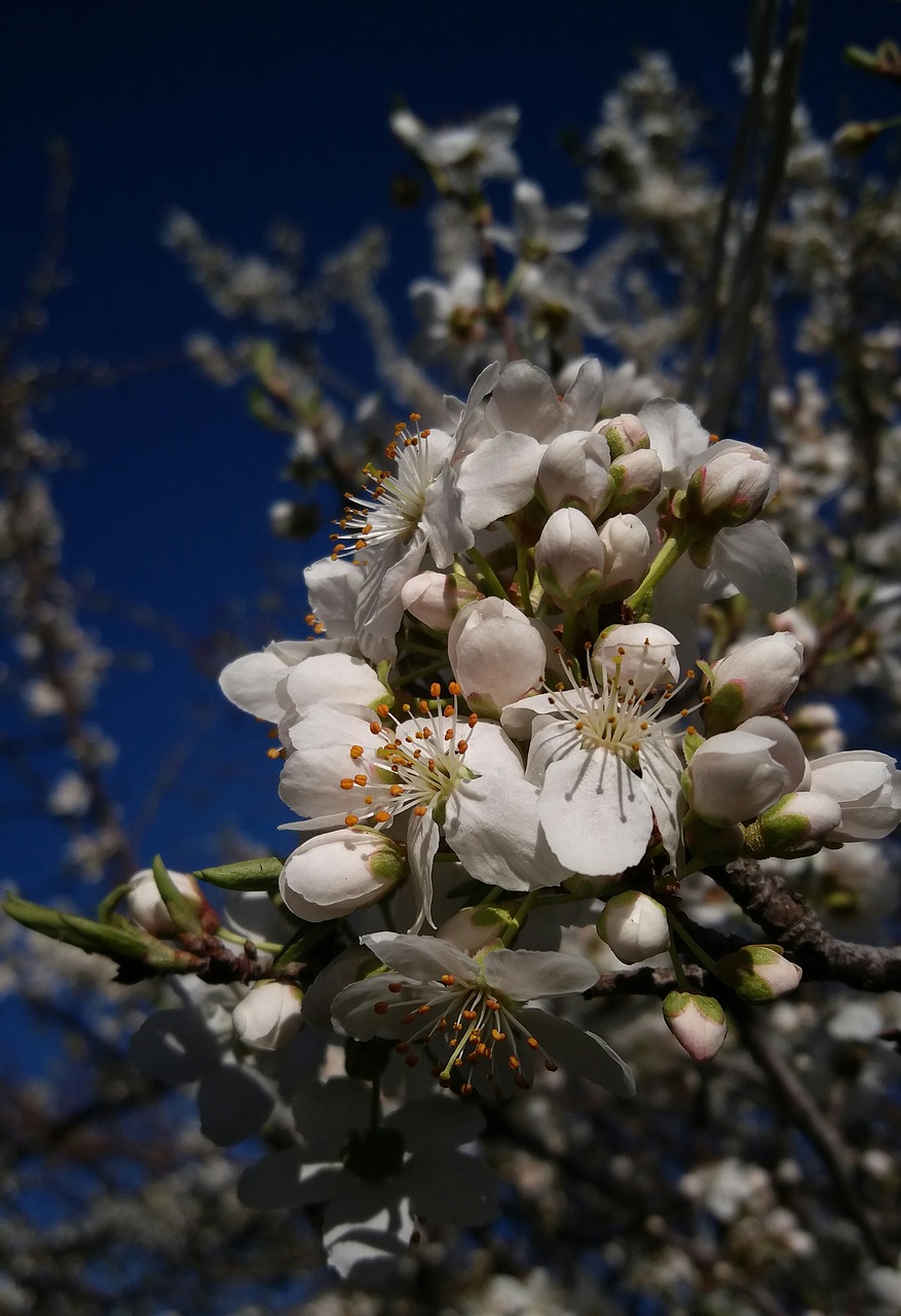 flower nature flora free photo