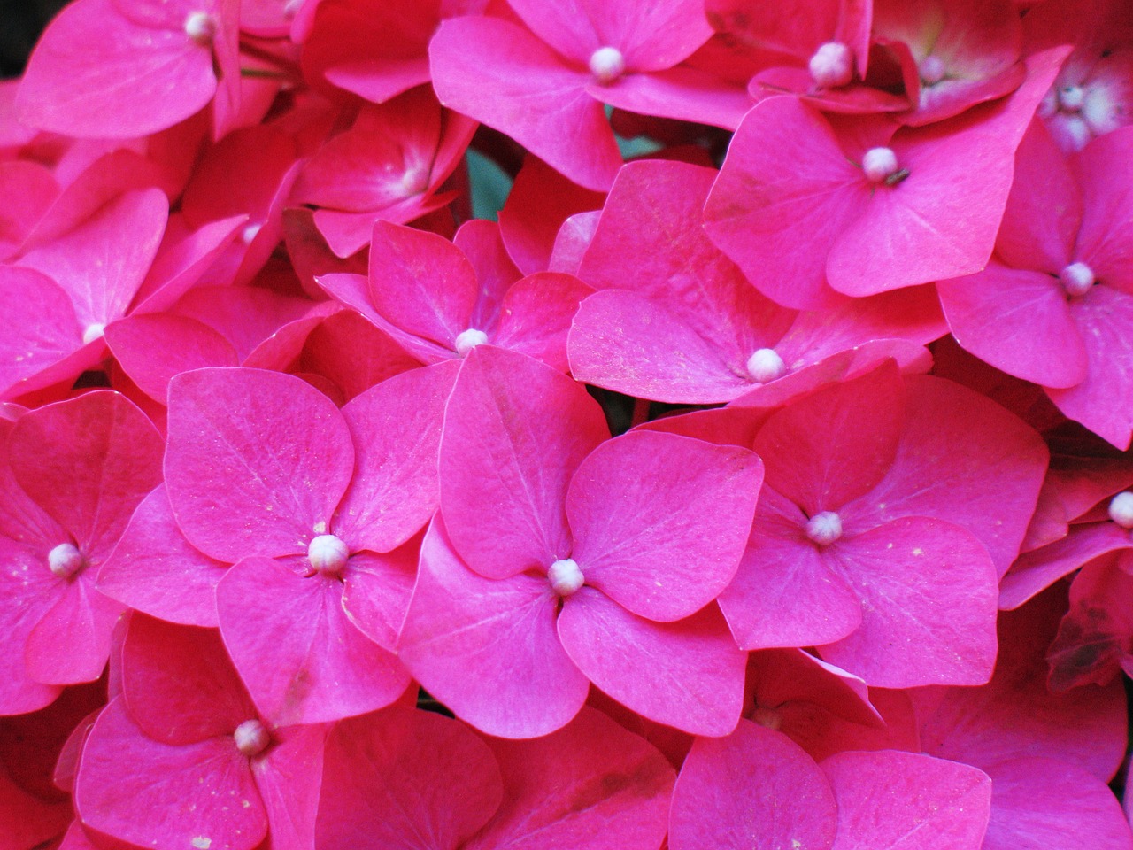 flower hortensia hydrangea free photo