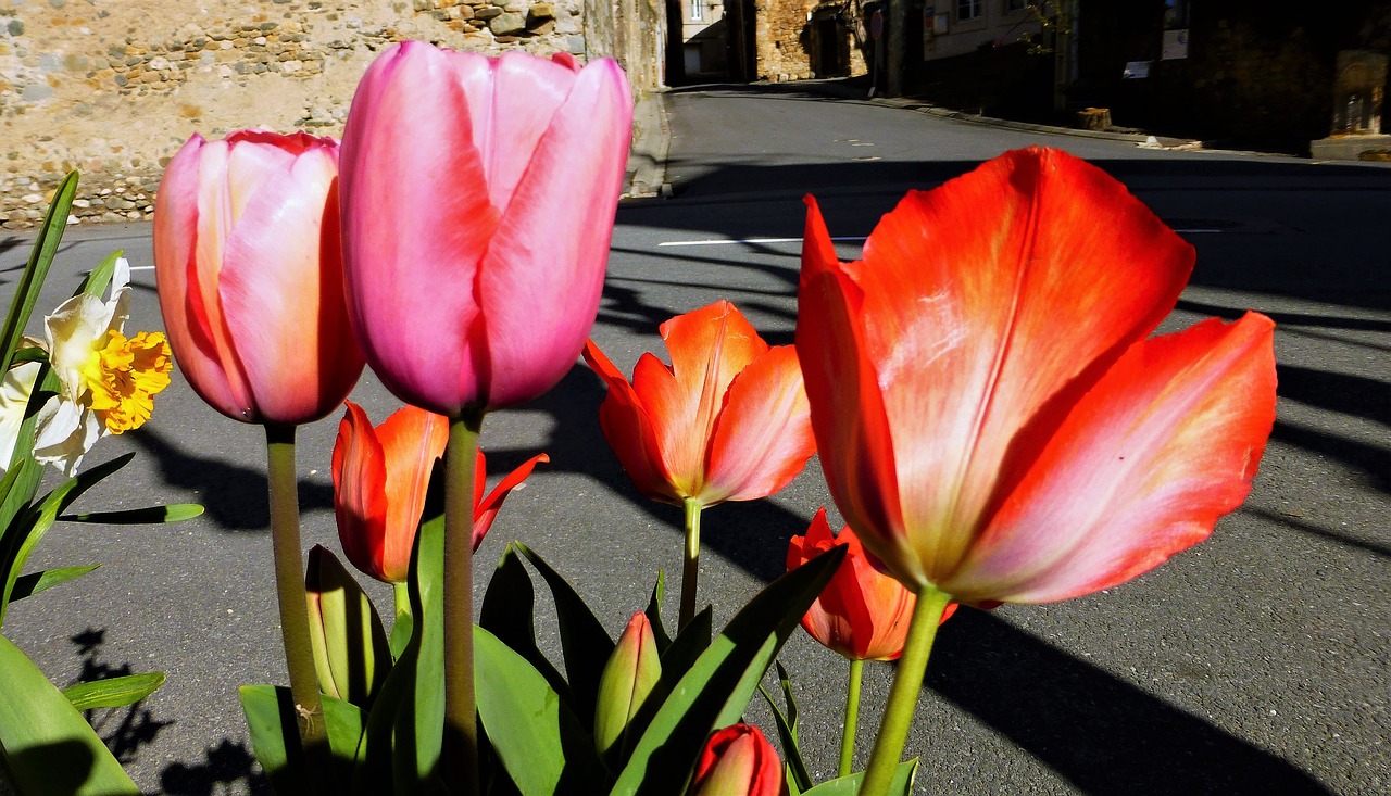 flower tulip nature free photo