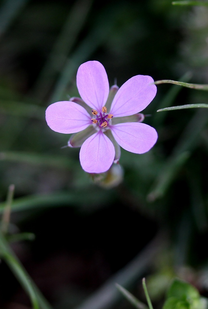 flower wild pink free photo