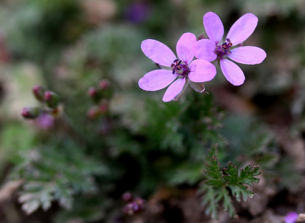 flower wild pink free photo