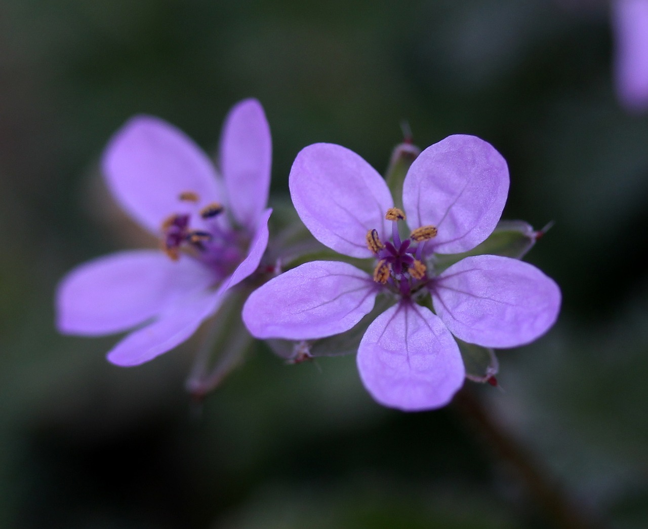 flower wild pink free photo