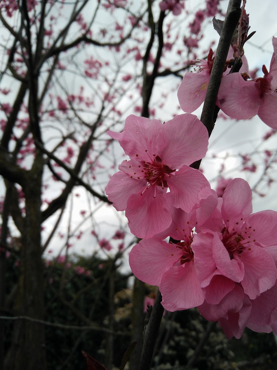 flower branch tree free photo