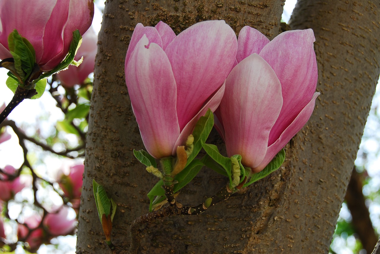 flower nature plant free photo